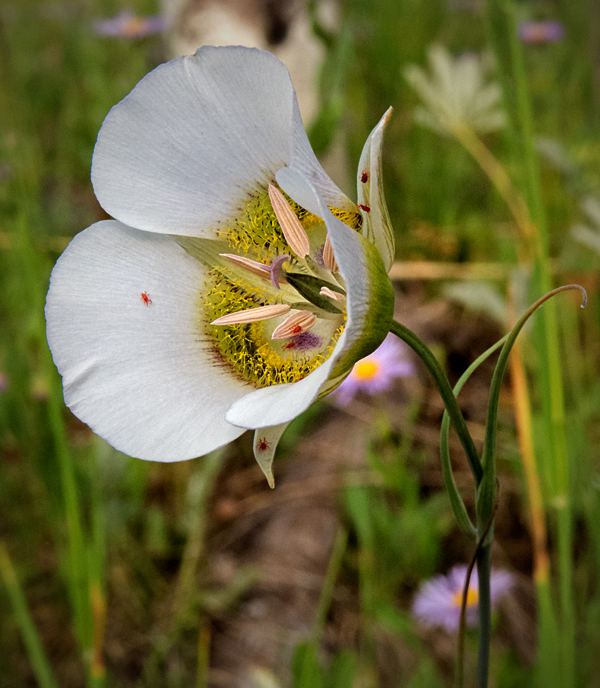 Mariposa Lily 4.jpg